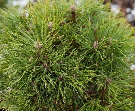 2475_7081_Pinus_mugo_Varella_3.JPG