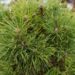 2475_7081_Pinus_mugo_Varella_3.JPG