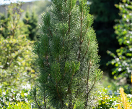 2477_10728_Pinus_nigra_Green_Tower_must_mand.jpg