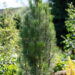 2477_10728_Pinus_nigra_Green_Tower_must_mand.jpg