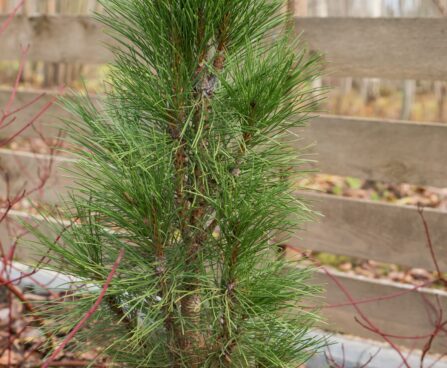 2477_6591_Pinus_nigra_Green_Tower_.JPG