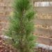 2477_6591_Pinus_nigra_Green_Tower_.JPG