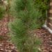 2477_6592_Pinus_nigra_Green_Tower__2.JPG