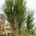 2477_6806_Pinus_nigra_Green_Tower__2.JPG