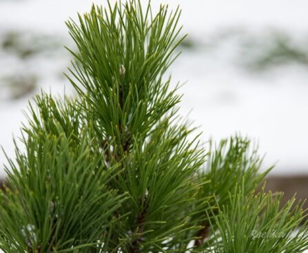 2477_6814_Pinus_nigra_Green_Tower__6.JPG