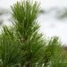 2477_6814_Pinus_nigra_Green_Tower__6.JPG
