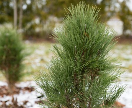 2477_7017_Pinus_nigra_Green_Tower__2.JPG