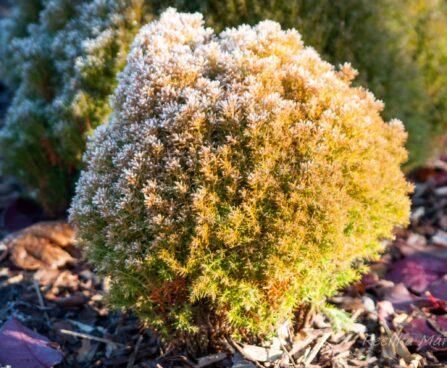 Thuja elupuu