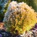 Thuja elupuu