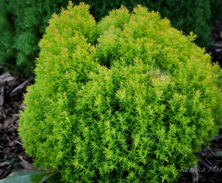 2488_4483_Thuja_Anniek.jpg