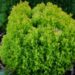 2488_4483_Thuja_Anniek.jpg