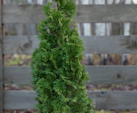 2489_6616_Thuja_occidentalis_Degroots_Spire__2.JPG