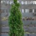 2489_6616_Thuja_occidentalis_Degroots_Spire__2.JPG