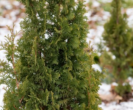 2489_7012_Thuja_occidentalis_Degroots_Spire_.JPG