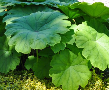 2510_7694_Astilboides_tabularis_2.JPG