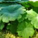 2510_7694_Astilboides_tabularis_2.JPG
