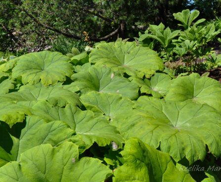 2510_7707_Astilboides_tabularis_3.JPG