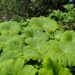 2510_7707_Astilboides_tabularis_3.JPG