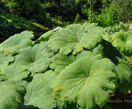 2510_7708_Astilboides_tabularis.JPG