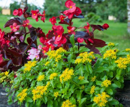 2516_4560_Sedum_selskianum.jpg
