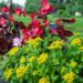 2516_4560_Sedum_selskianum.jpg