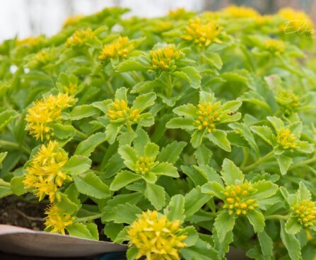 2516_8879_Sedum_selskianum_2.JPG