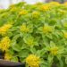 2516_8879_Sedum_selskianum_2.JPG