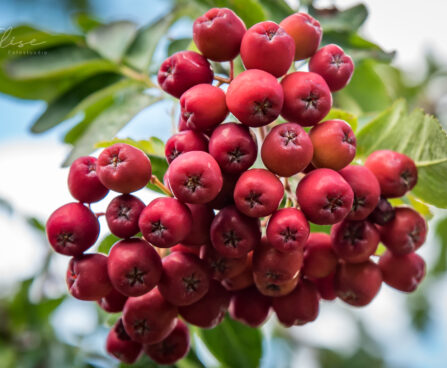 2547_8900_Sorbus_Likernaja_.JPG