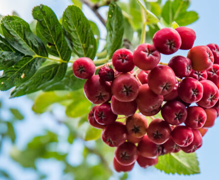 2547_8901_Sorbus_Likernaja__2.JPG