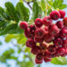 2547_8901_Sorbus_Likernaja__2.JPG