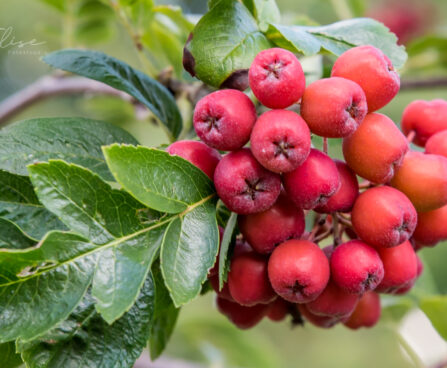 2547_8902_Sorbus_Likernaja__3.JPG