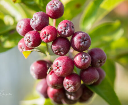 2547_9112_Sorbus_Likernaja_.JPG