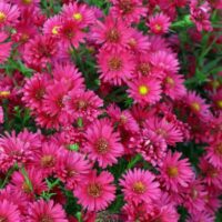2558_6825_Aster_novi-belgii_Royal_Ruby_Photo_Darwinplants.jpg