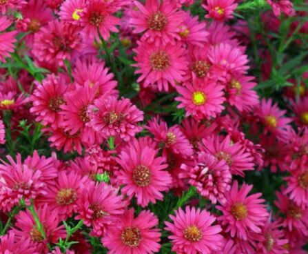 2558_6825_Aster_novi-belgii_Royal_Ruby_Photo_Darwinplants.jpg