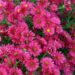 2558_6825_Aster_novi-belgii_Royal_Ruby_Photo_Darwinplants.jpg