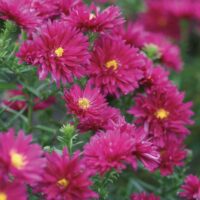 2558_6826_Aster_novi-belgii_Royal_Ruby1_Photo_Darwinplants.jpg