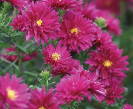 2558_6826_Aster_novi-belgii_Royal_Ruby1_Photo_Darwinplants.jpg