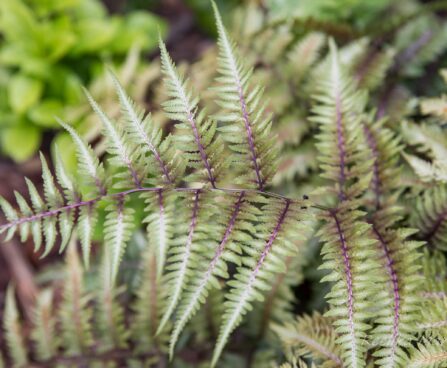 2567_7479_Athyrium_niponicum.JPG