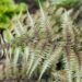 2567_7479_Athyrium_niponicum.JPG