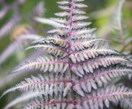 2567_9713_Athyrium_niponicum_nipponi_naistesonajalg.jpg