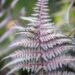 2567_9713_Athyrium_niponicum_nipponi_naistesonajalg.jpg