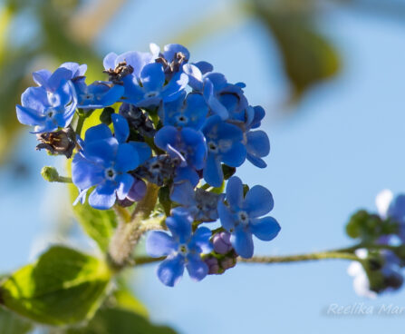 Brunnera macrophylla Silver_Heart_ suurelehine brunnera