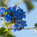 Brunnera macrophylla Silver_Heart_ suurelehine brunnera