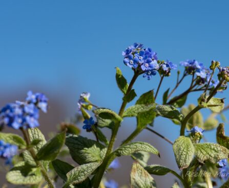 2568_8197_Brunnera_macrophylla_Silver_Heart__3.JPG