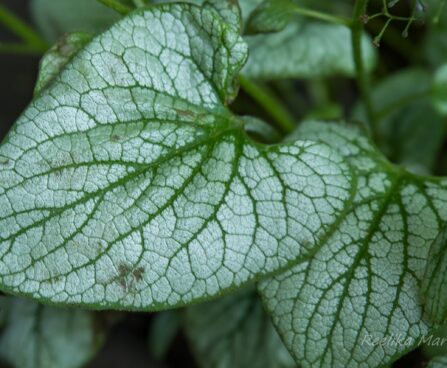 2568_8439_Brunnera_macrophylla_Silver_Heart__2.JPG