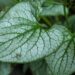 2568_8439_Brunnera_macrophylla_Silver_Heart__2.JPG