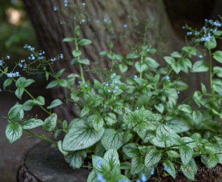 2568_8440_Brunnera_macrophylla_Silver_Heart_.JPG