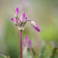 2570_10078_Dodecatheon_jeffreyi_Jeffrey_jumalatelill.jpg