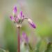 2570_10078_Dodecatheon_jeffreyi_Jeffrey_jumalatelill.jpg