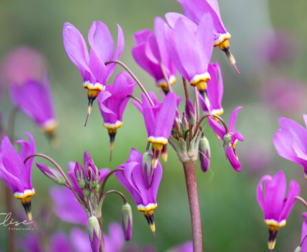 2570_11119_Dodecatheon_jeffreyi_jumaltelill.jpg